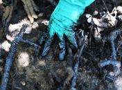 Porta-aviões e fragata da Marinha ajudarão na limpeza de praias