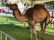 Campanha animal: candidato a deputado expõe dromedário em praça de Maceió