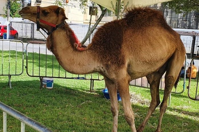 Campanha animal: candidato a deputado expõe dromedário em praça de Maceió