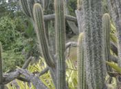  IMA promove ações sobre a caatinga na Semana do Bioma, no sertão de AL