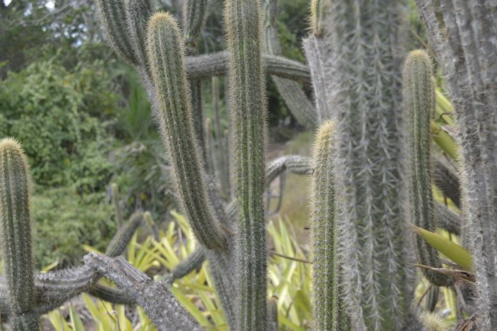 IMA promove ações sobre a caatinga na Semana do Bioma, no sertão de AL