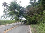 Raio derruba arvore e  gado é atingido e morto em Palmeira