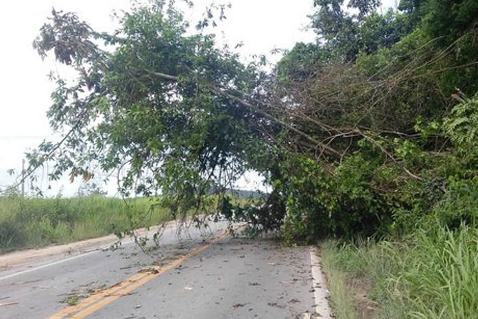 Raio derruba arvore e gado é atingido e morto em Palmeira
