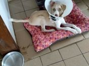 Em Palmeira, cachorro que teve mandíbula quebrada a socos pelo dono passa por cirurgia