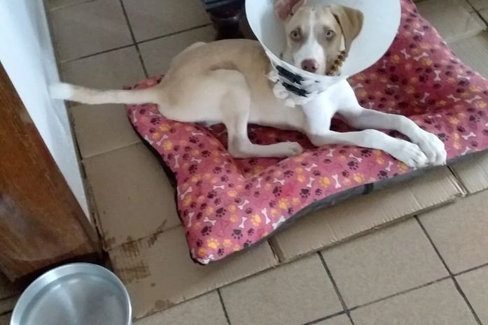 Em Palmeira, cachorro que teve mandíbula quebrada a socos pelo dono passa por cirurgia