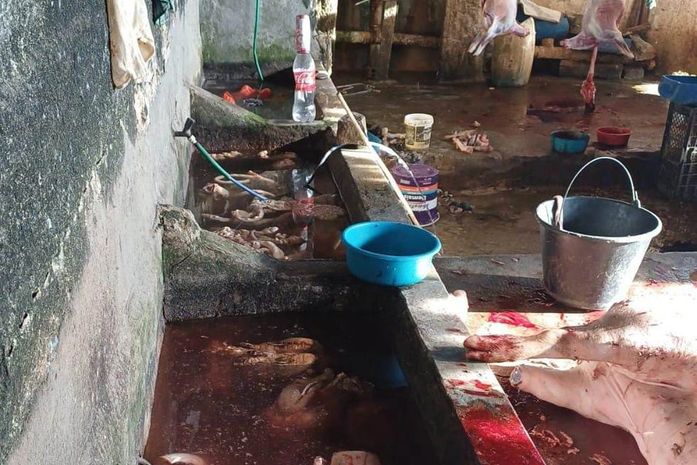 Urubus, mau cheiro e falta de licença: PM descobre matadouro clandestino em União dos Palmares