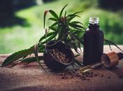 STJ autoriza três pacientes a cultivarem cannabis para fins medicinais