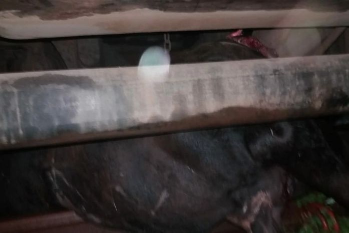 Vaca morreu no local