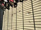 Sindpol denuncia infestação de ratos e outras irregularidades na delegacia de São Miguel