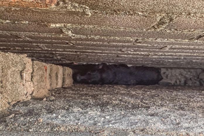 Animal ficou preso entre as paredes de duas residências.