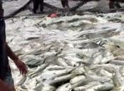 Grande quantidade de peixes na rede anima pescadores em Coruripe