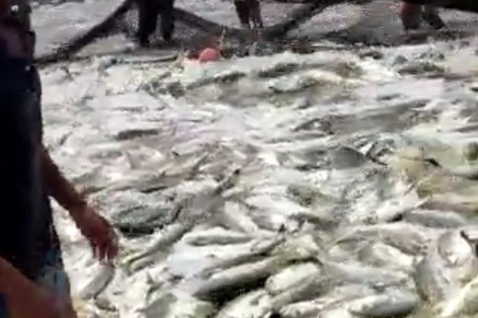 Grande quantidade de peixes na rede anima pescadores em Coruripe