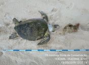 Tartaruga da espécie verde foi encontrada morta nesta quarta-feira (13).
