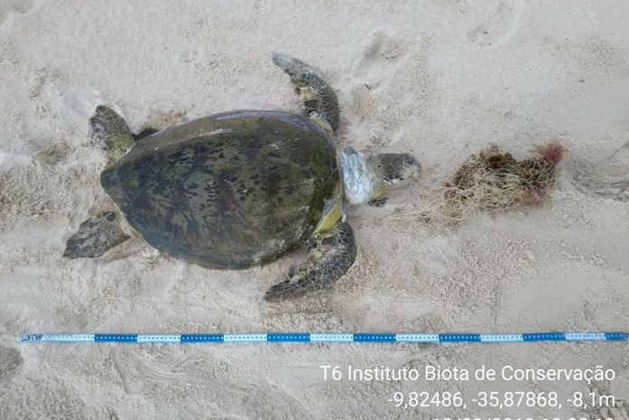Tartaruga da espécie verde foi encontrada morta nesta quarta-feira (13).