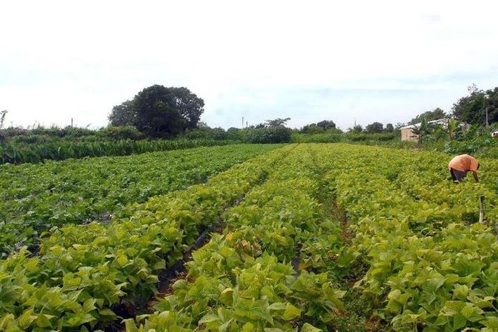 Governo de Alagoas beneficia mais de 60 mil agricultores familiares