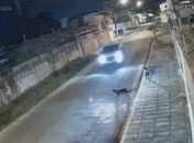 Justiça torna réu diretor de Clube de Tiro que atropelou propositalmente cachorro no Jaraguá
