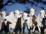 Brasil livre da febre aftosa sem vacinação: veterinária explica o que é doença e quais são os seus desdobramentos