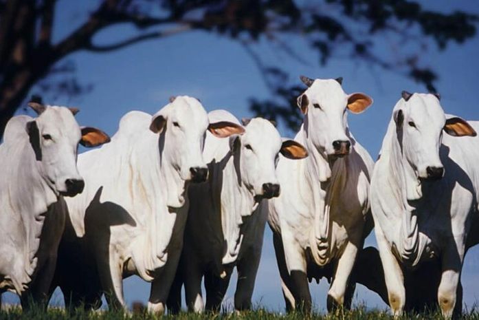 Brasil livre da febre aftosa sem vacinação: veterinária explica o que é doença e quais são os seus desdobramentos