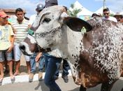 Expo Bacia Leiteira vai mostrar resultados de investimentos no setor