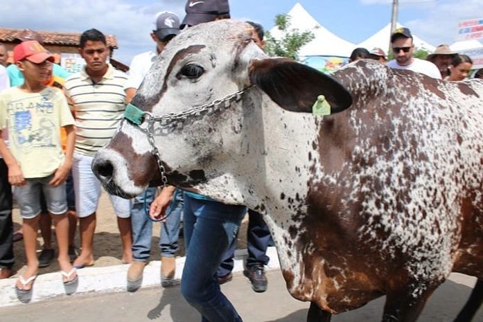 Expo Bacia Leiteira vai mostrar resultados de investimentos no setor