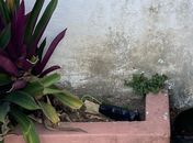 Artefato encontrado no Farol