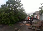 Ventania derruba mais uma árvore e interdita rua, em Maceió