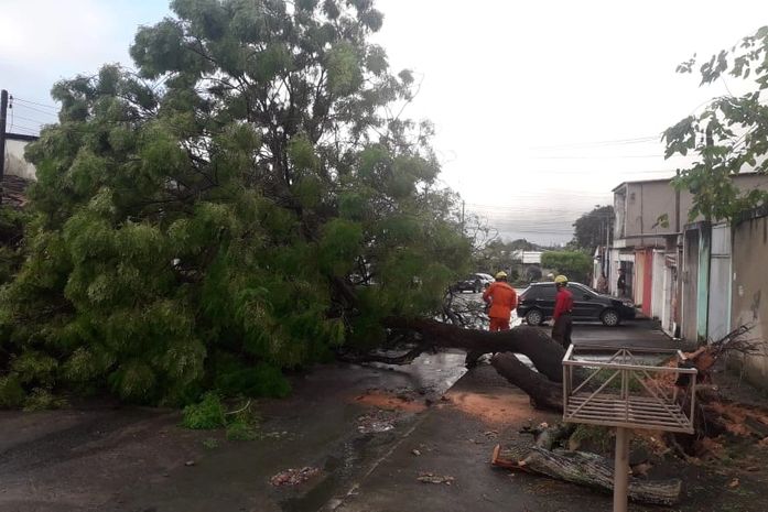 Ventania derruba mais uma árvore e interdita rua, em Maceió