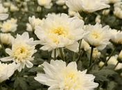 Colheita inédita de crisântemos reforça potencial da Zona da Mata para floricultura em Alagoas