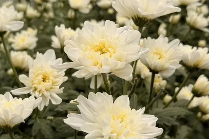 Colheita inédita de crisântemos reforça potencial da Zona da Mata para floricultura em Alagoas