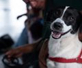 Castramóvel realiza castrações de cães e gatos no Flexal
