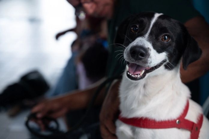 Castramóvel realiza castrações de cães e gatos no Flexal