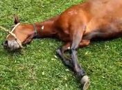 Ração contaminada pode ter matado cavalos também em AL; quase 300 animais morreram somente em SP