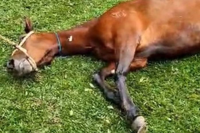 Ração contaminada pode ter matado cavalos também em AL; quase 300 animais morreram somente em SP