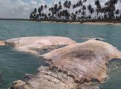 Baleia foi encontrada morta na praia do Patacho