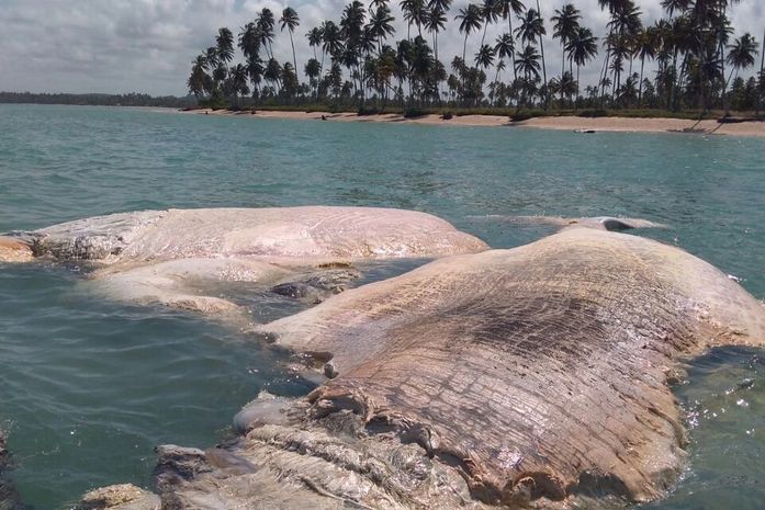 Baleia foi encontrada morta na praia do Patacho