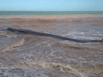 Download Viva litoral For Android Viva Litoral