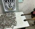 Cadela da PM encontra 350 porções de maconha e 420 pinos de cocaína em Arapiraca