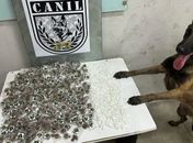 Cadela da PM encontra 350 porções de maconha e 420 pinos de cocaína em Arapiraca