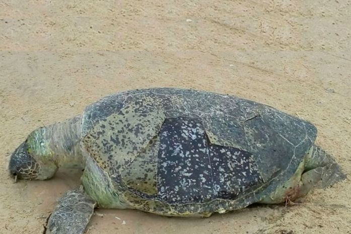 Tartaruga marinha foi encontrada morta