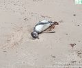 Pinguim é encontrado morto em praia do Litoral Norte de Alagoas