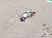 Pinguim é encontrado morto em praia do Litoral Norte de Alagoas