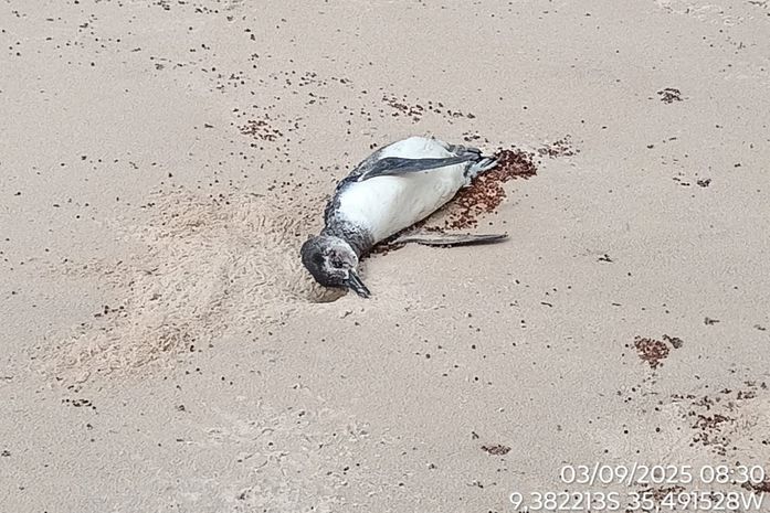 Pinguim é encontrado morto em praia do Litoral Norte de Alagoas
