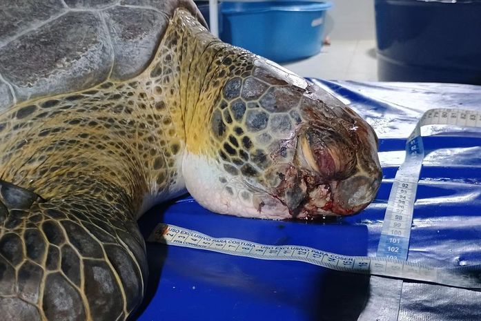 Tartaruga resgatada em Porto de Pedras não resiste e morre por traumatismo craniano