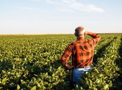 Produtores rurais poderão refinanciar dívidas com juros de 8% ao ano