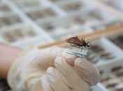 Anvisa aprova medicamento para tratar doença de Chagas em pacientes pediátricos