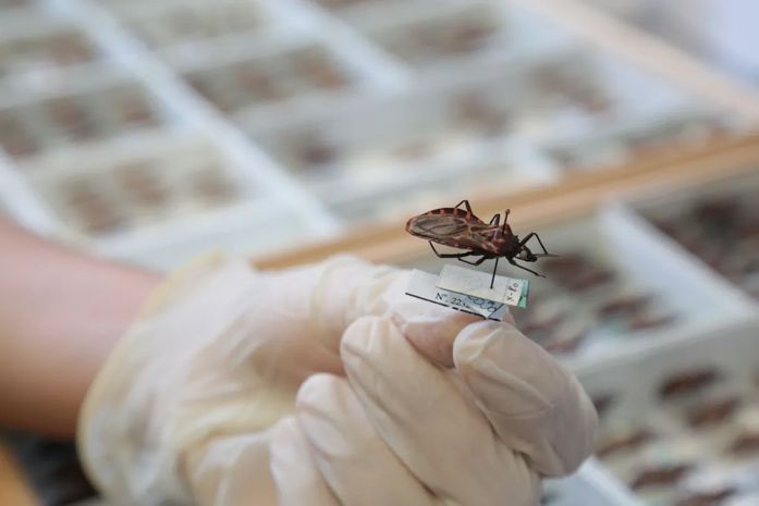 Anvisa aprova medicamento para tratar doença de Chagas em pacientes pediátricos