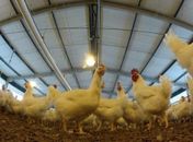 Cadeia produtiva de aves em Alagoas