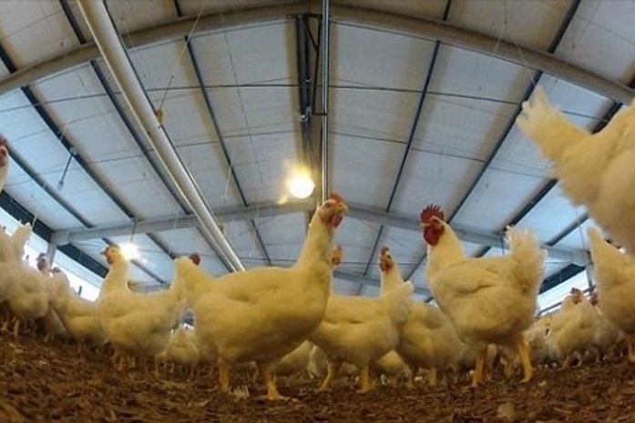 Cadeia produtiva de aves em Alagoas