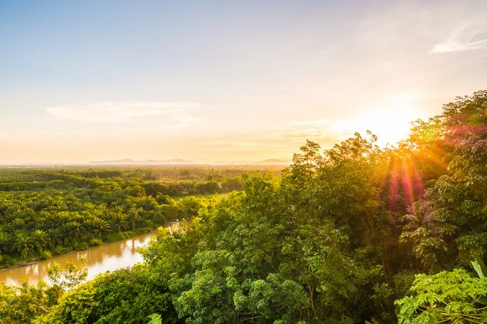 o Brasil tem florestas preservadas