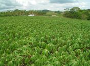 Plantação de macaxeira escondia motos roubadas em Arapiraca 